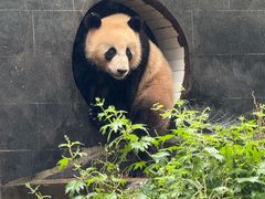 -中国大熊猫保护研究中心雅安碧峰峡基地