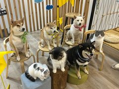 -柴迷FANS CLUB·柴犬狗咖·猫咖