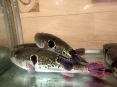 -天正河鲀·河豚亭(大连店)