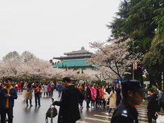 -武汉大学-樱园