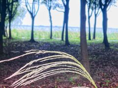 -莲花岛景区