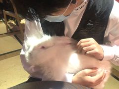 -猫色咖啡·猫咖