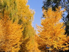 -长白岛森林公园