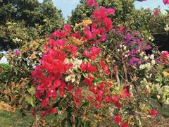 -东莞植物园