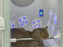 -爱洗澡的猫(望京店)