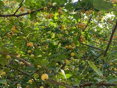 -大兴滨河森林公园