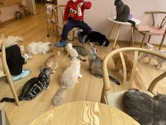 -猫咪派对(江南西店)