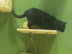 -猫亿天猫咖