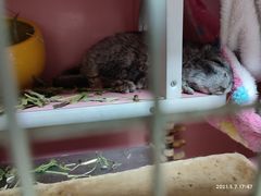 -菲尔斯特宠物医院