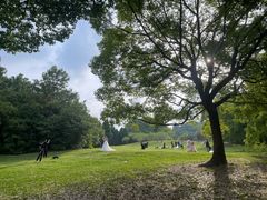 -上海共青森林公园