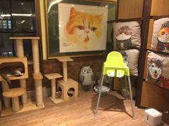 -more than meow吴止猫主题餐厅(承德 中船汇店)