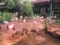 -海南热带野生动植物园
