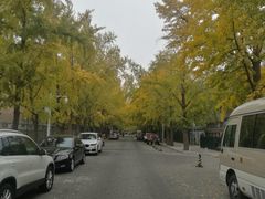 -三里屯东五街银杏大道
