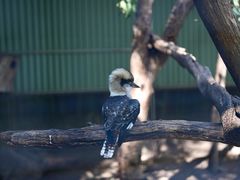 -费瑟代尔野生动物园