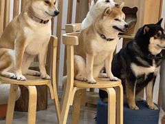 -柴迷FANS CLUB·柴犬狗咖·猫咖