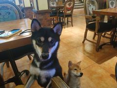 -more than meow吴止猫主题餐厅(承德 中船汇店)