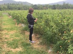 -亚龙湾国际玫瑰谷