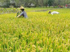 -溱湖国家湿地公园