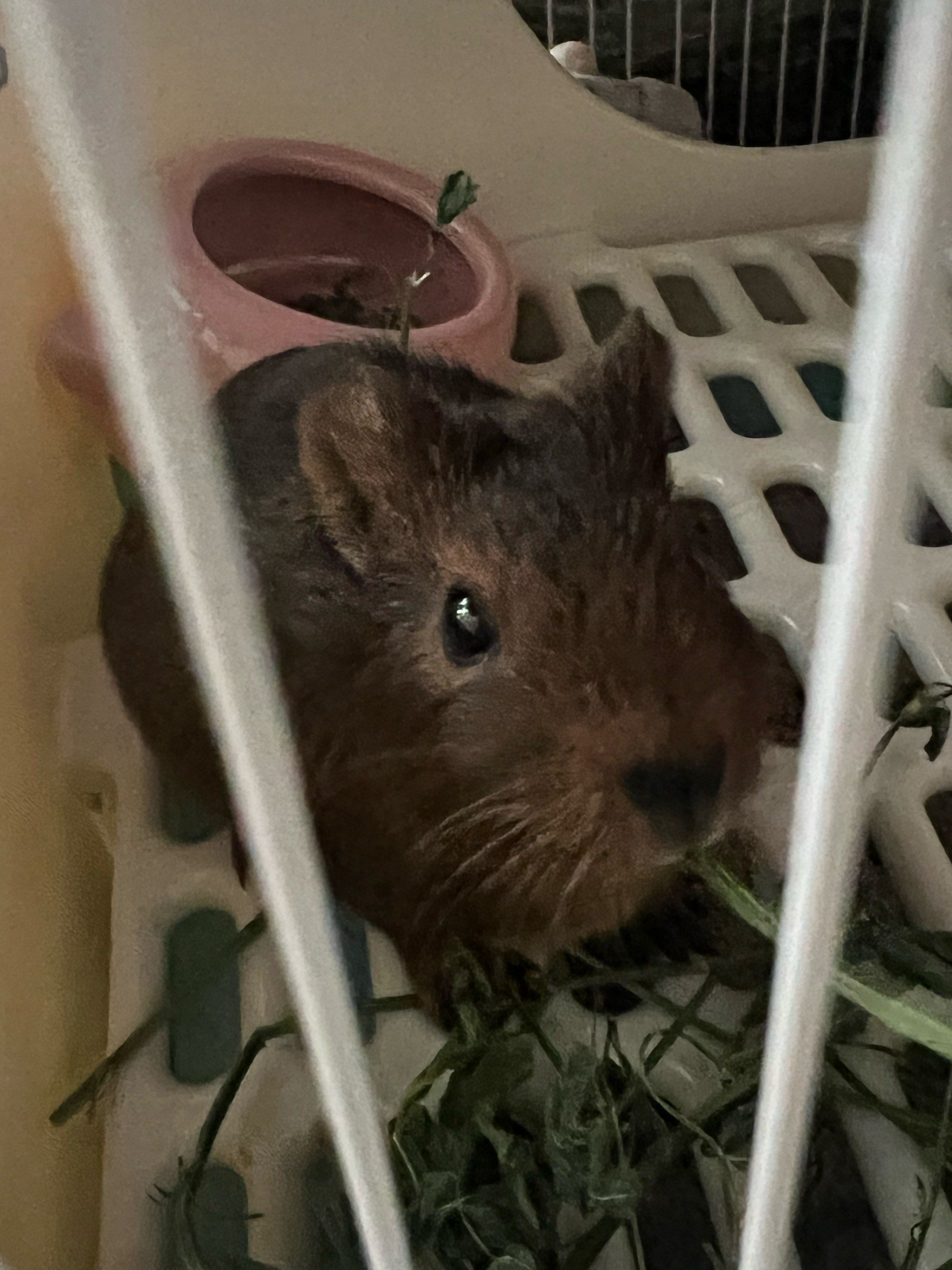 网上买的荷兰猪 这是啥品种?