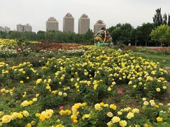 -廊坊文化艺术中心