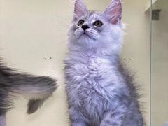 -十年猫舍·猫咪专门店(普陀店)