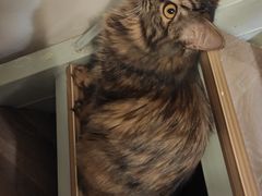 -纳吉亚猫专科动物诊疗中心(蒋宅口分院)