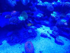 -太平洋海底世界