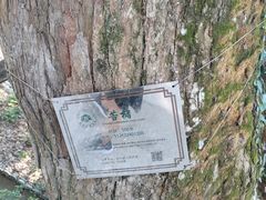 -杨家堂村