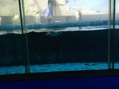 -泉城欧乐堡海洋极地世界