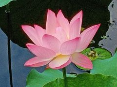 -荔湾湖公园