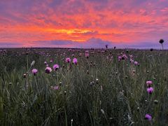 -呼伦贝尔大草原巴尔虎蒙古部落民俗旅游度假景区