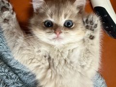 -lincat·猫舍(广州店)