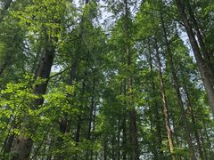 -黄海国家森林公园