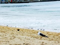 -海云台海滩