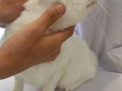 -艾吉宠物医院·疑难杂症转诊中心·猫友好(碧江路院)