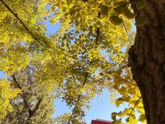 -三里屯东五街银杏大道