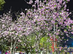 -口岸雕花楼