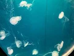 -烟台海昌鲸鲨海洋公园