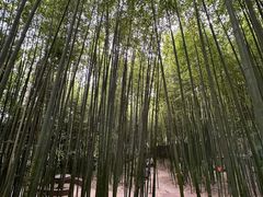 -泰山风景名胜区-普照寺