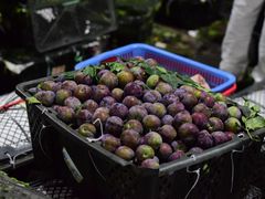 -菜园坝水果市场