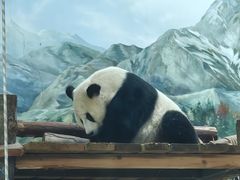 -武汉动物园
