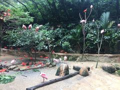 -新加坡飞禽公园