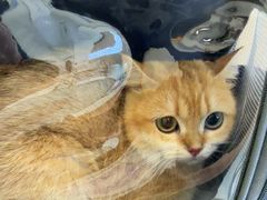 -瑞派·关忠动物医院·猫专科·犬专科(三环新城店)