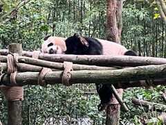 -都江堰中华大熊猫苑