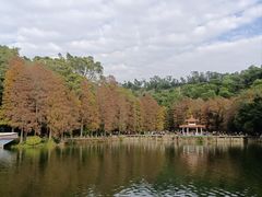 -深圳仙湖植物园