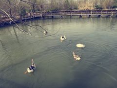 景点-溱湖国家湿地公园