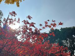 -温江公园