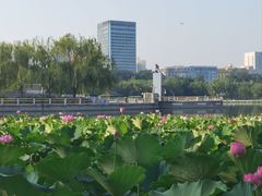 -莲花池公园