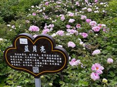 -洛阳市隋唐城遗址植物园