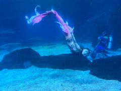 -海合安成都极地海洋公园
